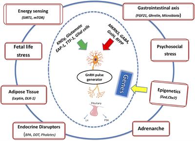 Molecular and Environmental Mechanisms Regulating Puberty Initiation: An Integrated Approach